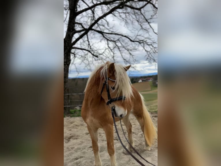 Haflinger Hengst 3 Jahre in Oisnitz