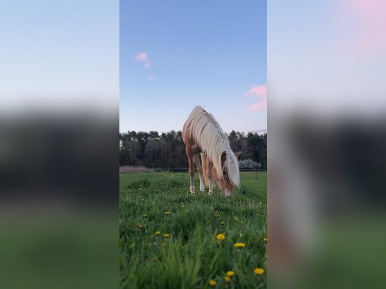 Haflinger Hengst 3 Jahre in Oisnitz