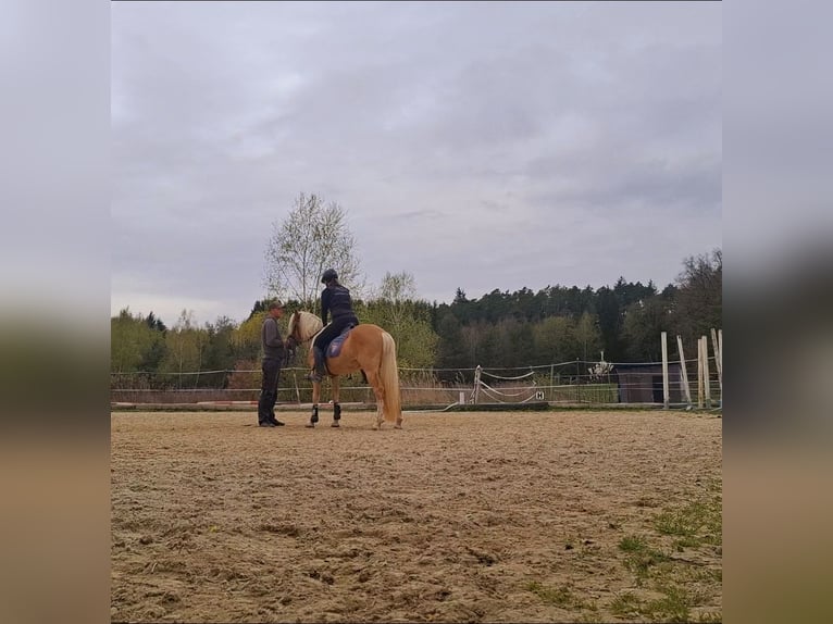 Haflinger Hengst 3 Jahre in Oisnitz