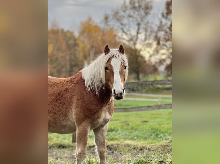 Haflinger Hengst 3 Jahre Fuchs in Seedorf