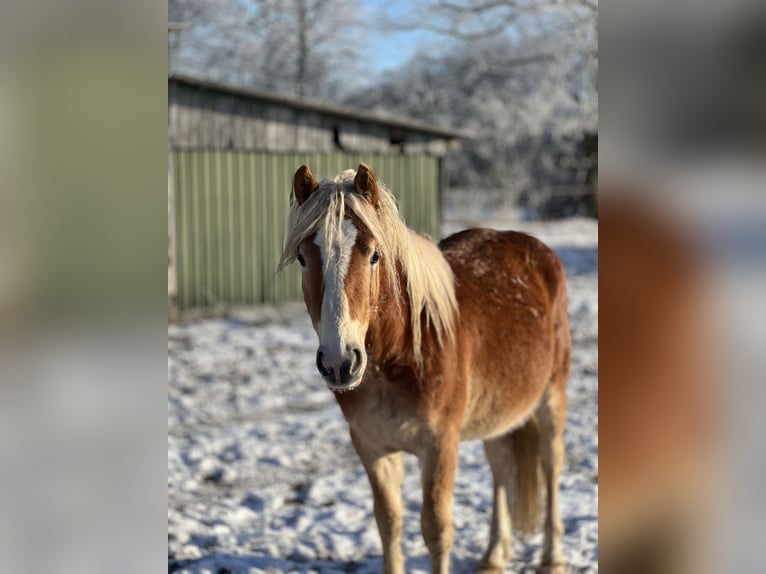 Haflinger Hengst 3 Jahre Fuchs in Seedorf