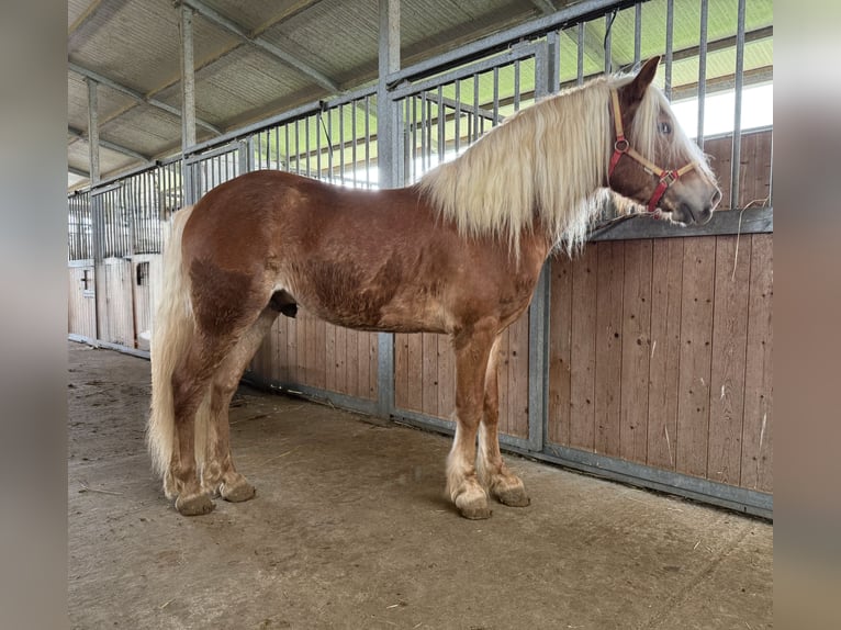 Haflinger Hengst 4 Jaar 145 cm Vos in Marina Di Castellaneta