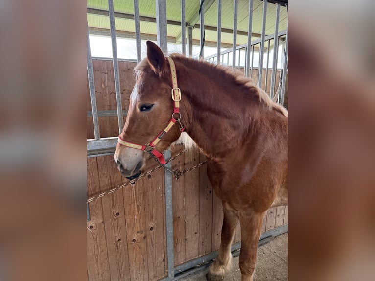 Haflinger Hengst 4 Jaar 145 cm Vos in Marina Di Castellaneta