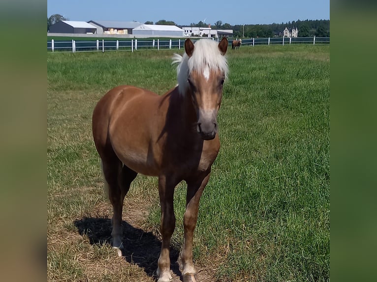 Haflinger Hengst 4 Jaar 147 cm Donkere-vos in Opatów