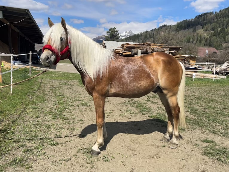 Haflinger Hengst 4 Jaar 150 cm Vos in Peterdorf