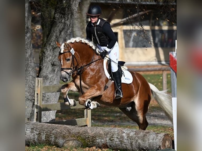 Haflinger Hengst 4 Jaar 152 cm in Hirzenhain