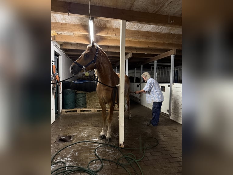 Haflinger Hengst 4 Jaar 153 cm  in Bellingwolde