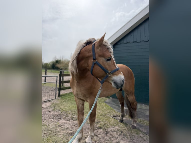 Haflinger Hengst 4 Jaar 153 cm  in Bellingwolde