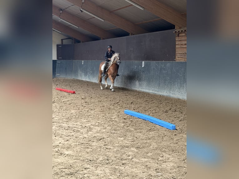 Haflinger Hengst 4 Jaar 153 cm  in Bellingwolde