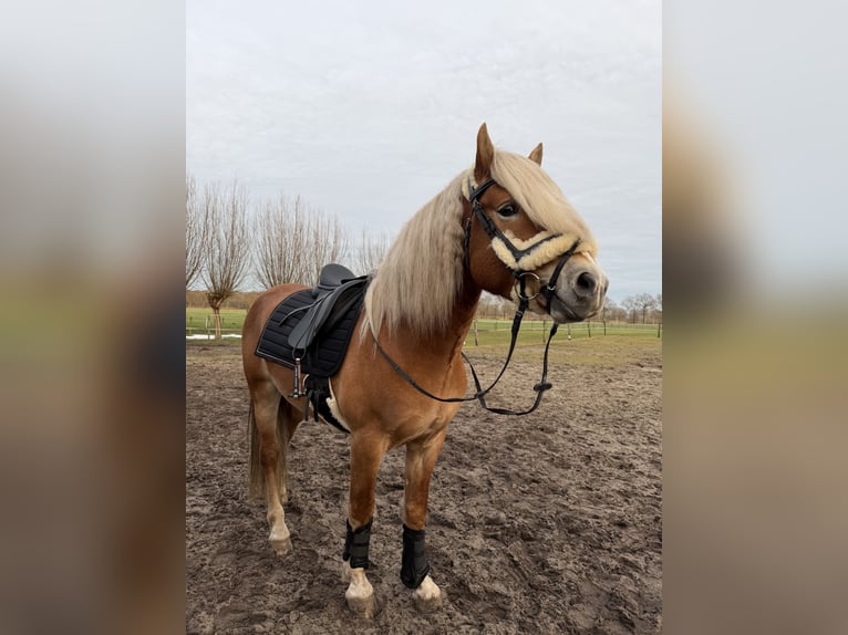 Haflinger Hengst 4 Jaar 153 cm  in Bellingwolde