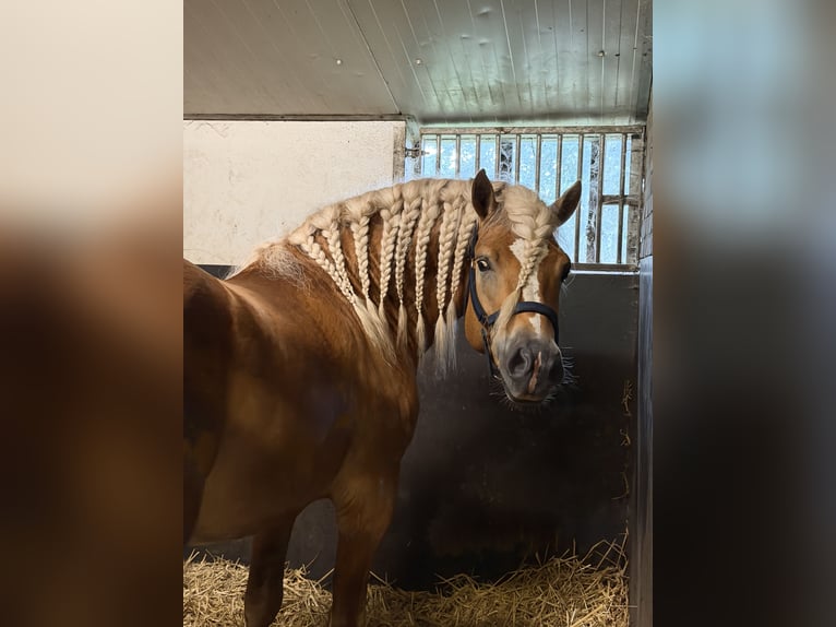 Haflinger Hengst 4 Jaar 153 cm  in Bellingwolde