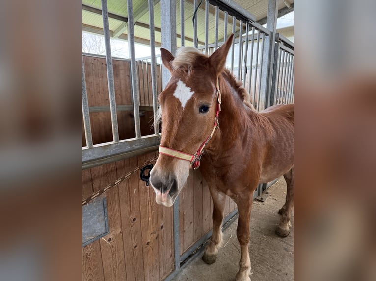 Haflinger Hengst 4 Jahre 145 cm Fuchs in Marina Di Castellaneta