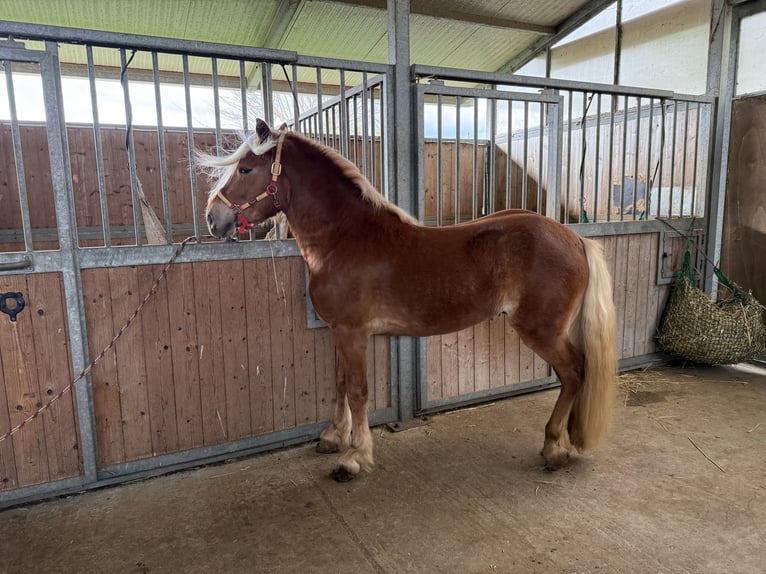 Haflinger Hengst 4 Jahre 145 cm Fuchs in Marina Di Castellaneta