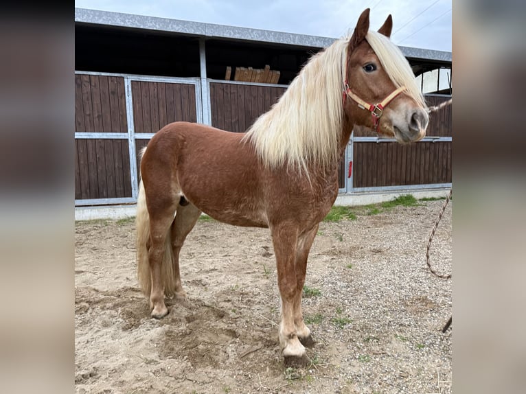 Haflinger Hengst 4 Jahre 145 cm Fuchs in Marina Di Castellaneta