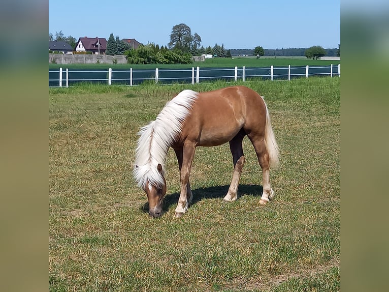 Haflinger Hengst 4 Jahre 147 cm Dunkelfuchs in Opatów