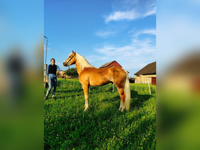 Haflinger Hengst 4 Jahre 150 cm Fuchs in Niederstetten