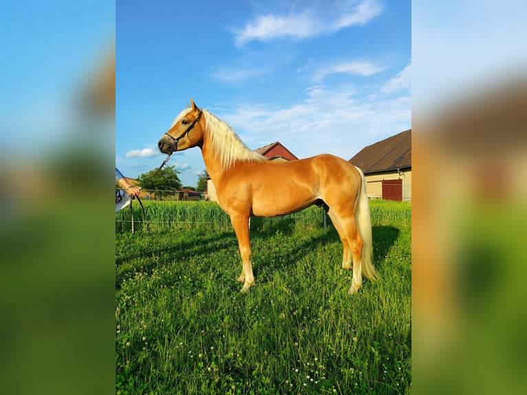Haflinger Hengst 4 Jahre 150 cm Fuchs in Niederstetten