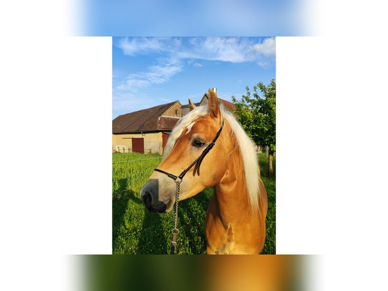 Haflinger Hengst 4 Jahre 150 cm Fuchs in Niederstetten