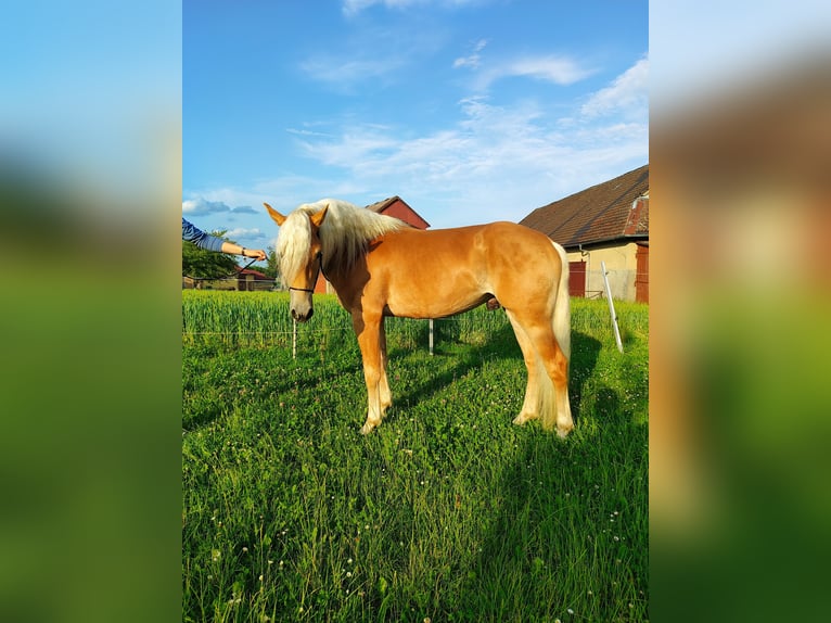 Haflinger Hengst 4 Jahre 150 cm Fuchs in Niederstetten