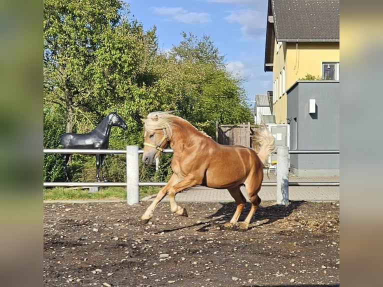 Haflinger Hengst 4 Jahre 151 cm Fuchs in Niederzier