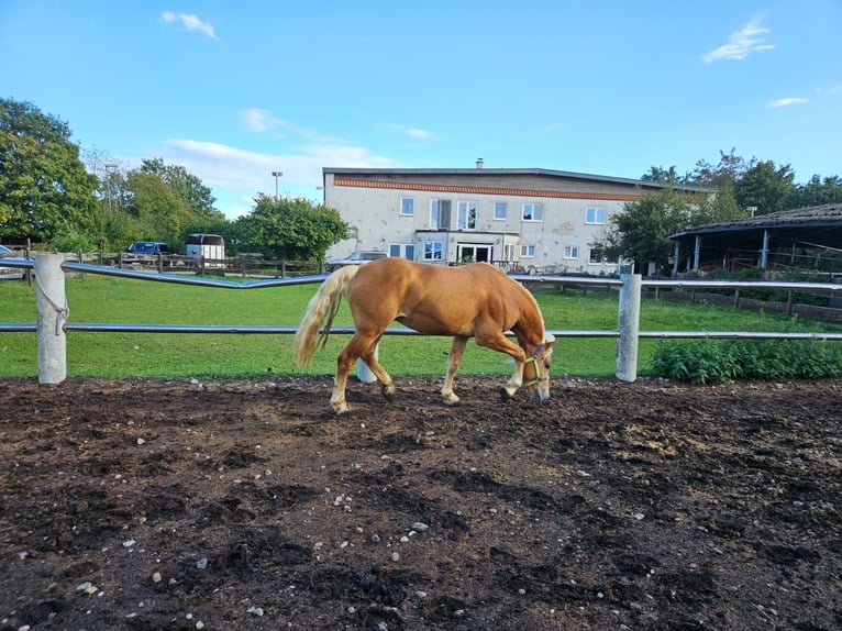 Haflinger Hengst 4 Jahre 151 cm Fuchs in Niederzier