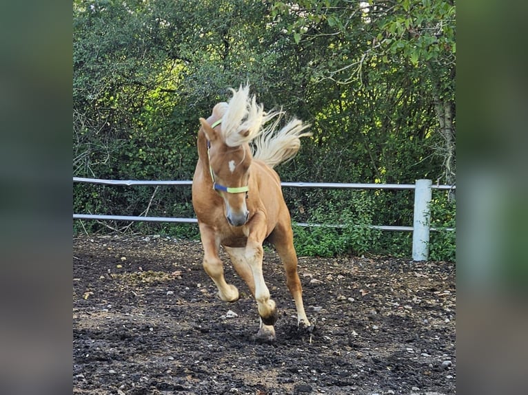 Haflinger Hengst 4 Jahre 151 cm Fuchs in Niederzier