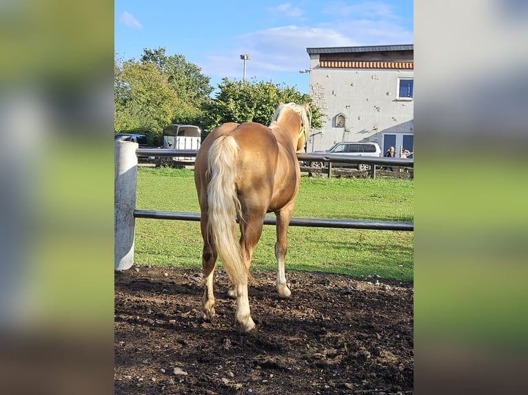Haflinger Hengst 4 Jahre 151 cm Fuchs in Niederzier