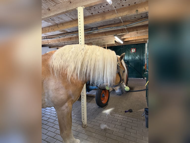 Haflinger Hengst 4 Jahre 153 cm  in Bellingwolde