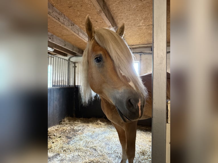 Haflinger Hengst 4 Jahre 153 cm  in Bellingwolde