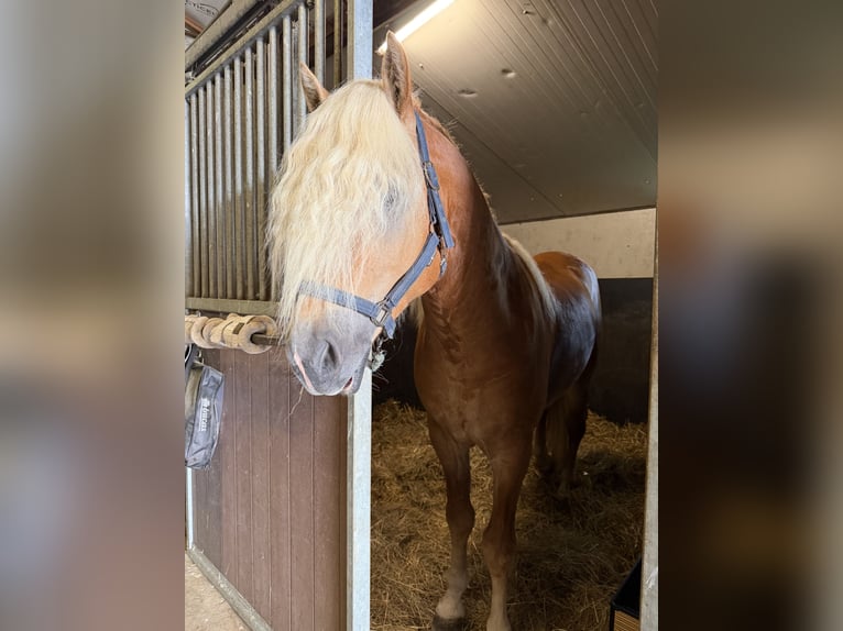 Haflinger Hengst 4 Jahre 153 cm  in Bellingwolde