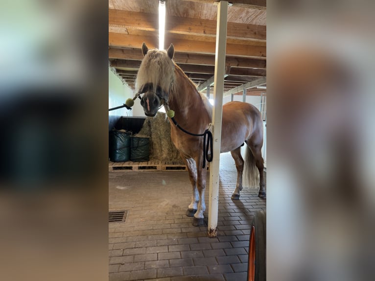 Haflinger Hengst 4 Jahre 153 cm  in Bellingwolde