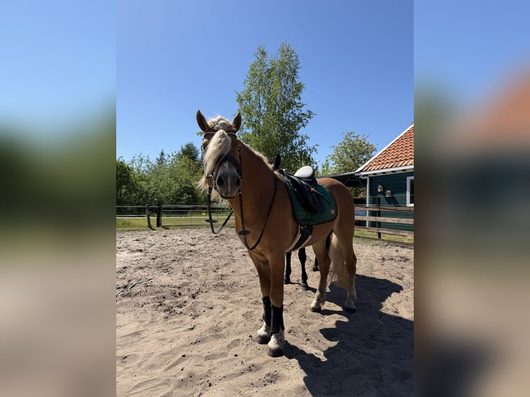 Haflinger Hengst 4 Jahre 153 cm  in Bellingwolde