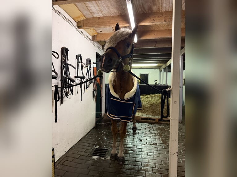 Haflinger Hengst 4 Jahre 153 cm  in Bellingwolde