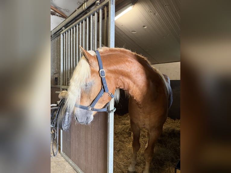 Haflinger Hengst 4 Jahre 153 cm  in Bellingwolde
