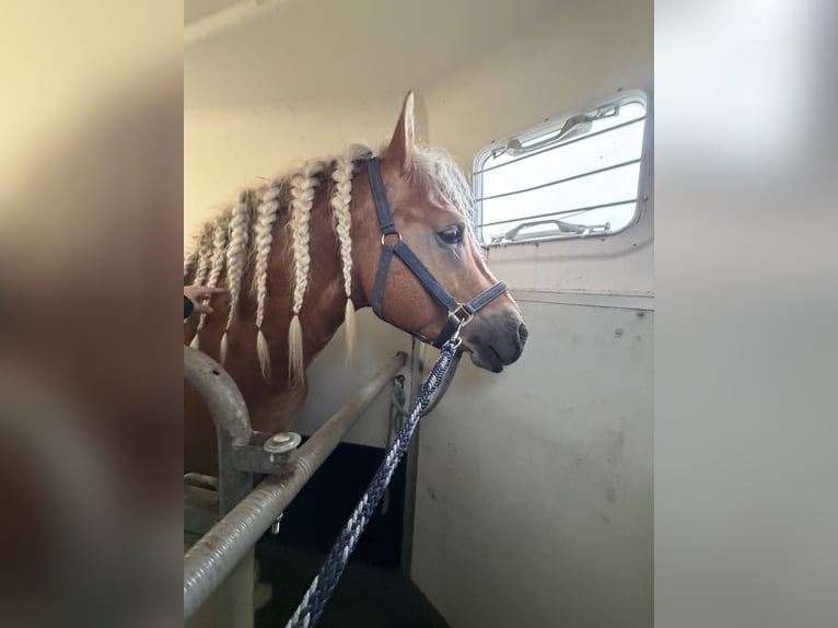 Haflinger Hengst 4 Jahre 153 cm  in Bellingwolde