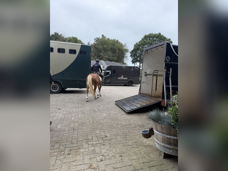 Haflinger Hengst 4 Jahre 153 cm  in Bellingwolde