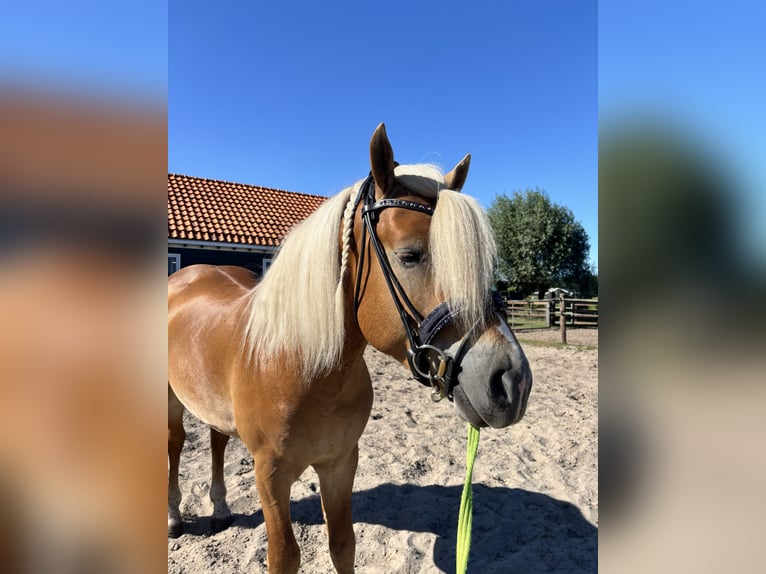 Haflinger Hengst 4 Jahre 153 cm  in Bellingwolde