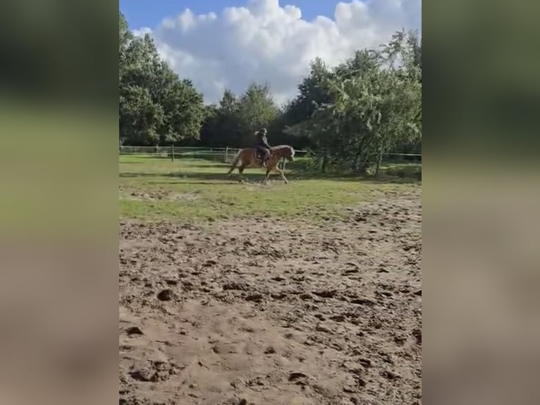 Haflinger Hengst 4 Jahre 153 cm  in Bellingwolde