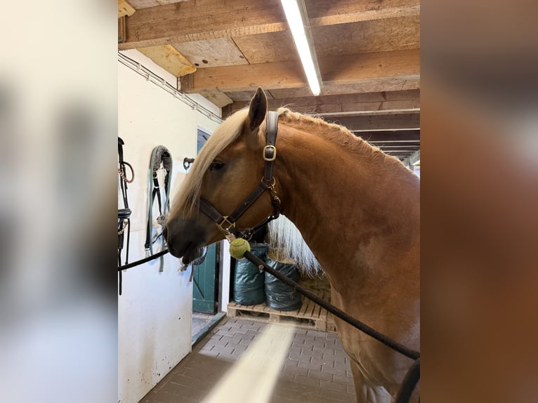 Haflinger Hengst 4 Jahre 153 cm  in Bellingwolde