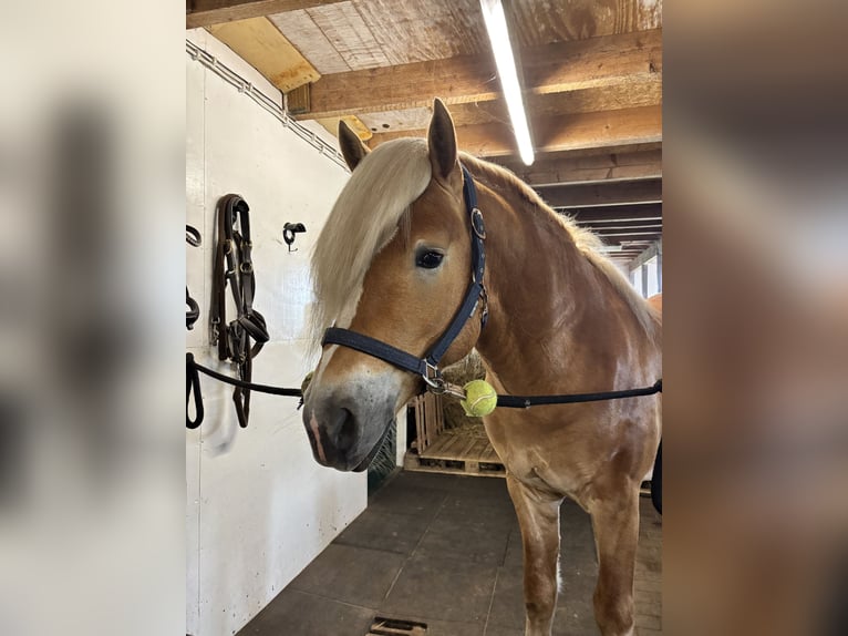 Haflinger Hengst 4 Jahre 153 cm  in Bellingwolde
