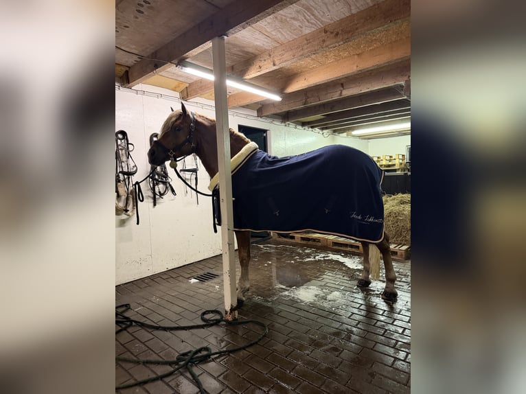 Haflinger Hengst 4 Jahre 153 cm  in Bellingwolde