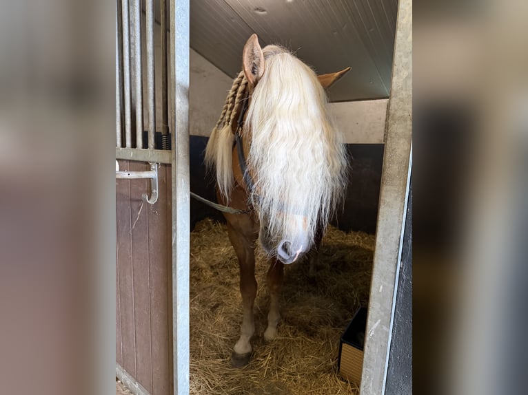 Haflinger Hengst 4 Jahre 153 cm  in Bellingwolde