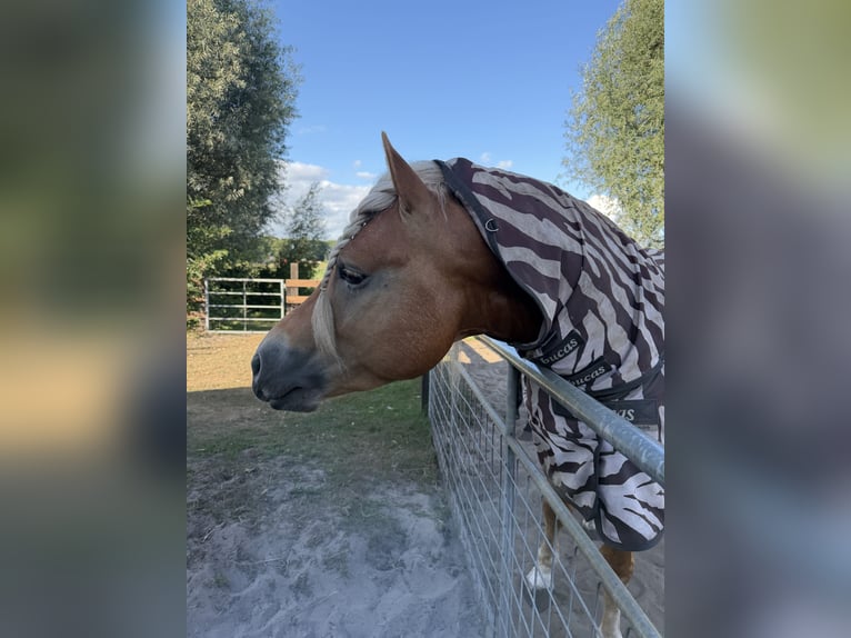 Haflinger Hengst 4 Jahre 153 cm  in Bellingwolde