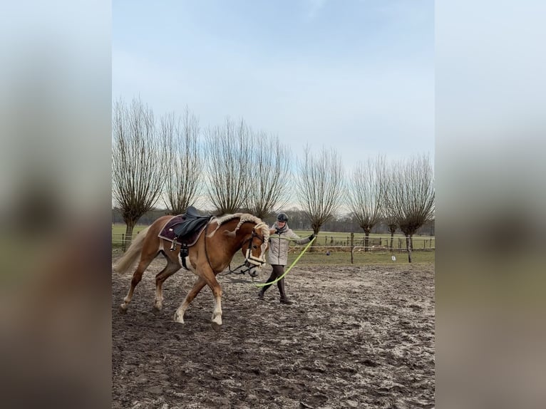 Haflinger Hengst 4 Jahre 153 cm  in Bellingwolde