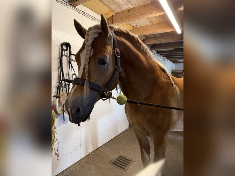 Haflinger Hengst 4 Jahre 153 cm  in Bellingwolde