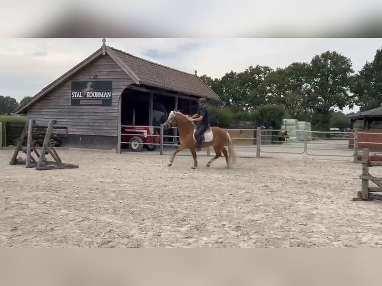 Haflinger Hengst 4 Jahre 153 cm  in Bellingwolde