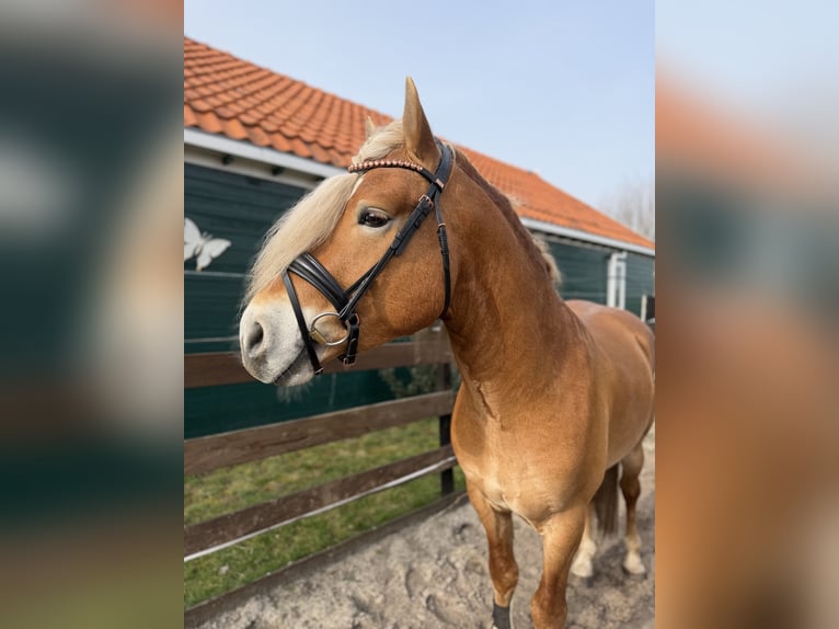 Haflinger Hengst 4 Jahre 153 cm  in Bellingwolde