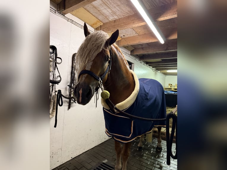 Haflinger Hengst 4 Jahre 153 cm  in Bellingwolde