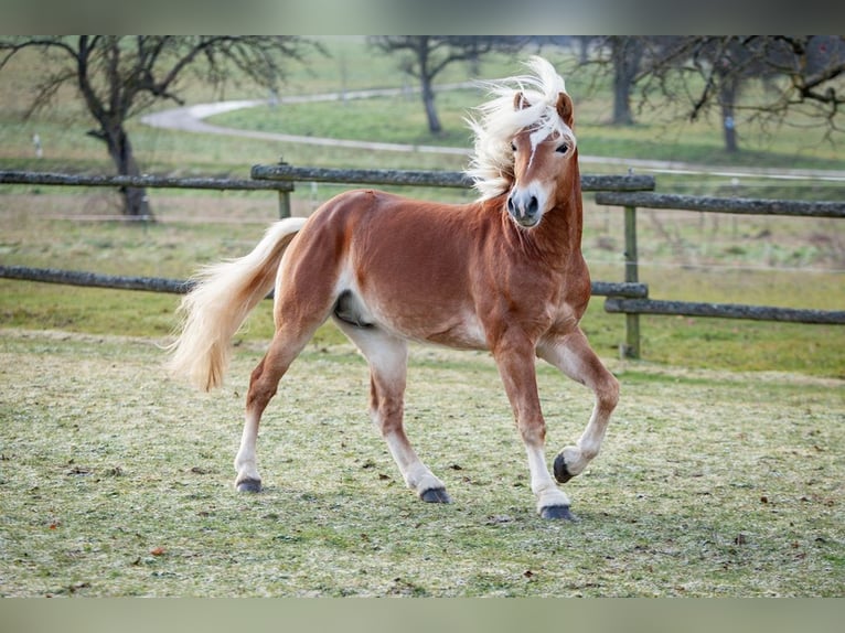 Haflinger Hengst 4 Jahre 153 cm Fuchs in Karlsbad
