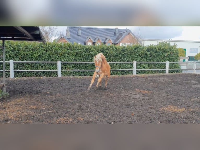 Haflinger Hengst 4 Jahre 155 cm Fuchs in Niederzier
